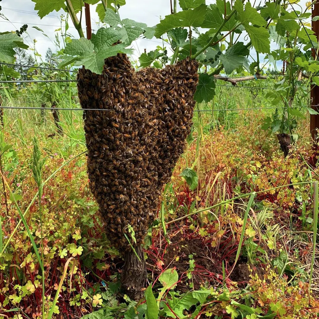 Close up of a vines roots with bees covering it