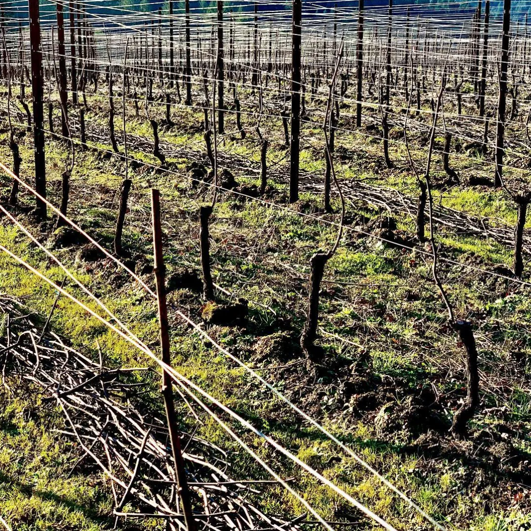 Vineyard roots during winter