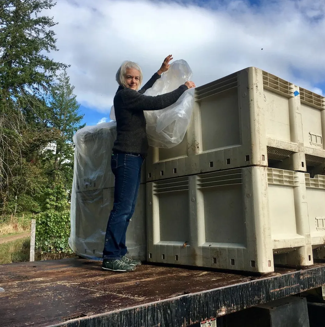 Carey Critchlow during harvest at the Sequitur Vineyard