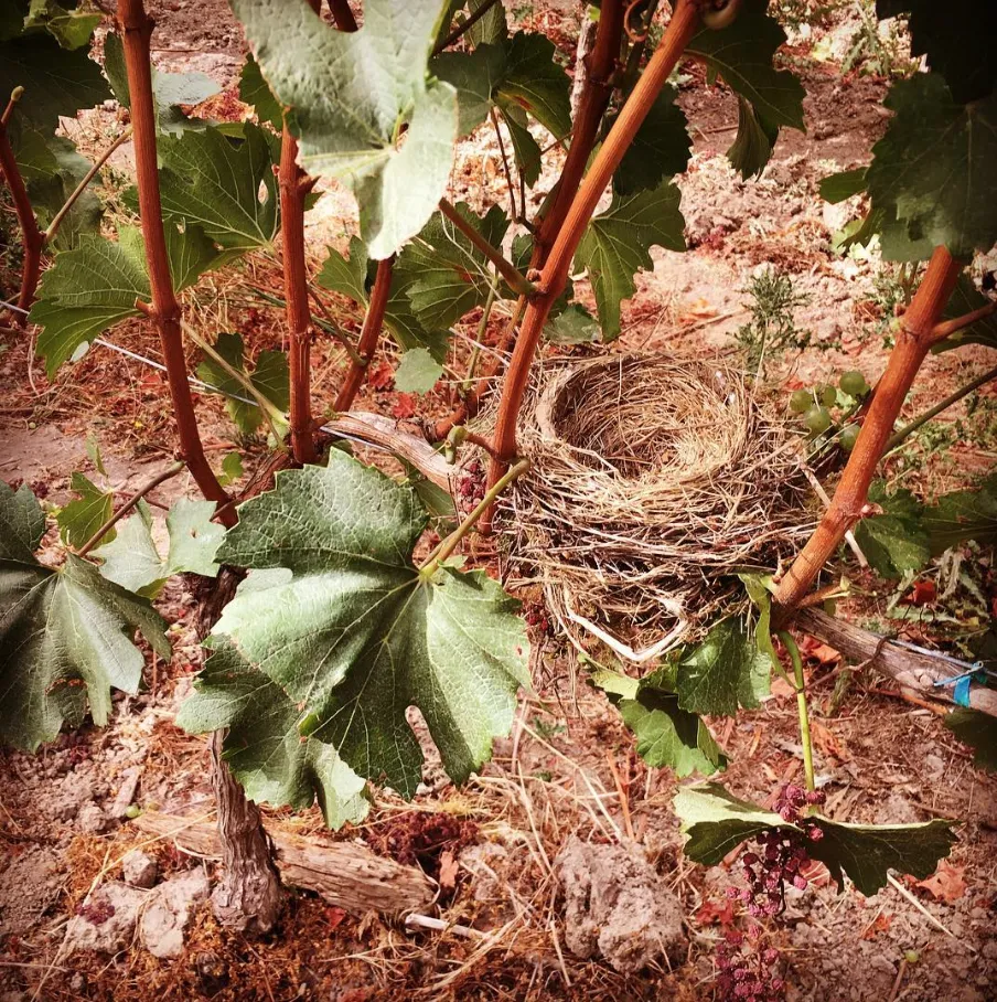 Birds nest among vines in the Sequitur Vineyards
