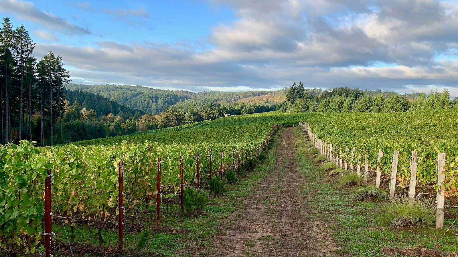 View of the Sequitur vineyard in Ribbon Ridge AVA